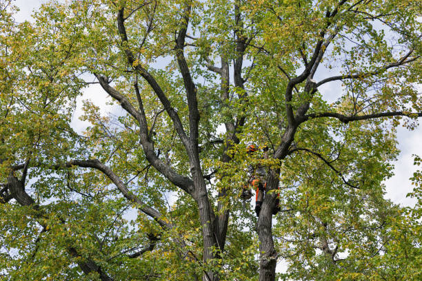 Best Tree Removal  in USA